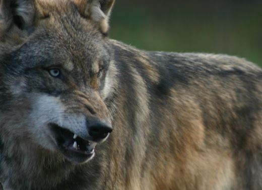 EU-Parlament bewertet den Schutzstatus des Wolfes neu